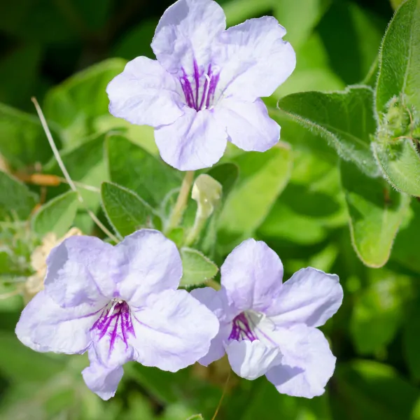 Wild Petunia Flowers