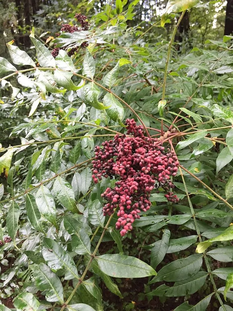 Winged Sumac Berries