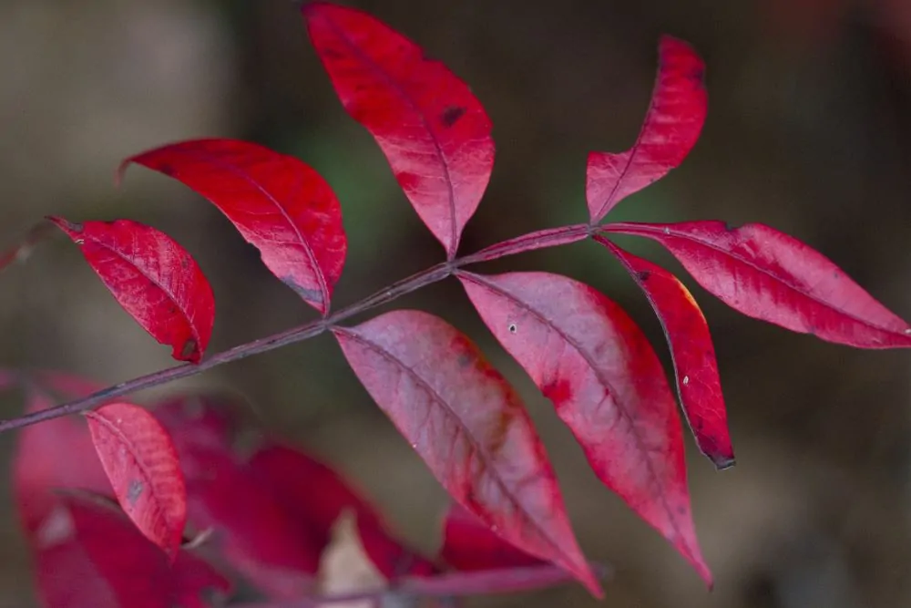 Winged Sumac Fall Color