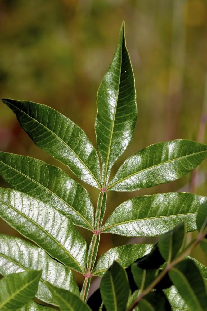 Winged Sumac Leaves