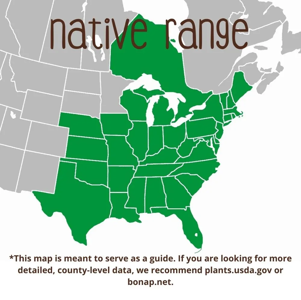 Winged Sumac Range