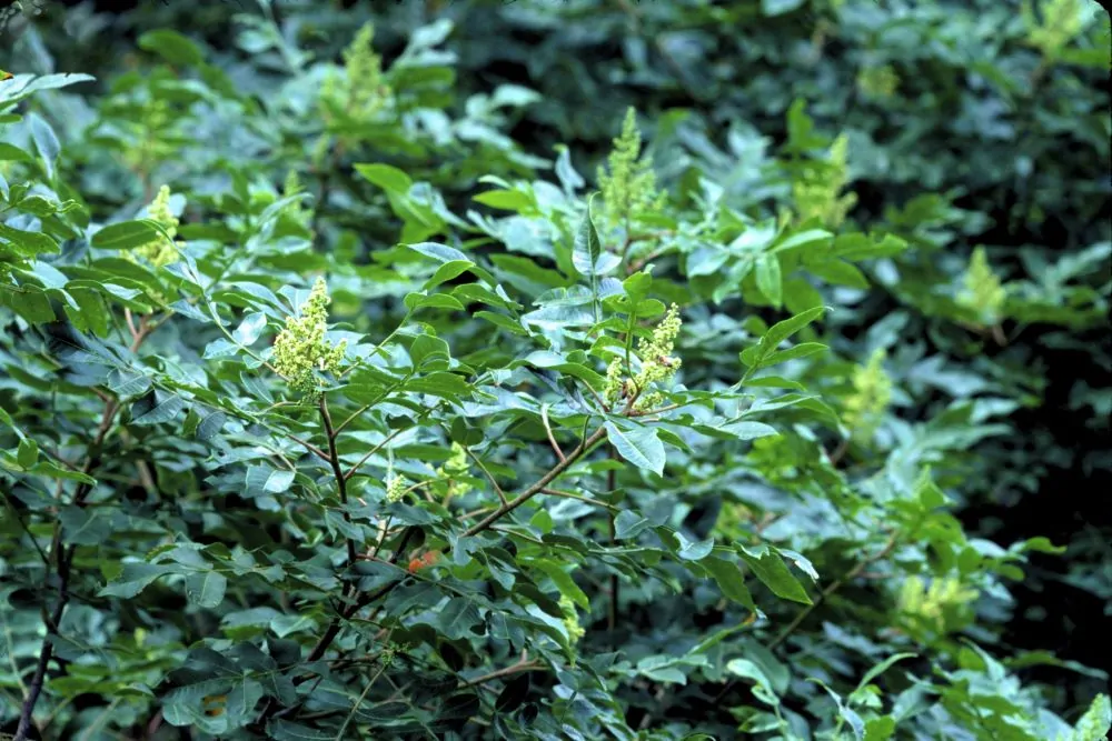 Winged Sumac Shrub