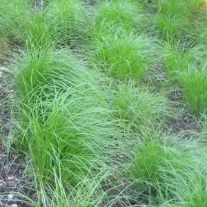 Image of Pennsylvania Sedge