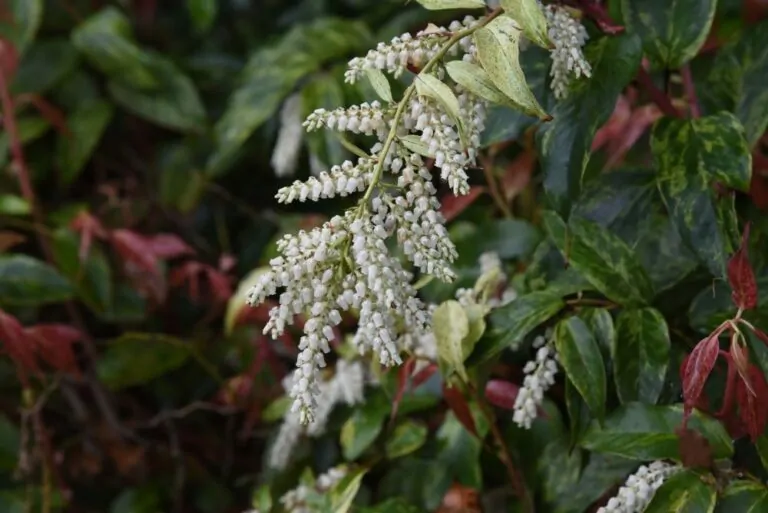 Drooping Laurel