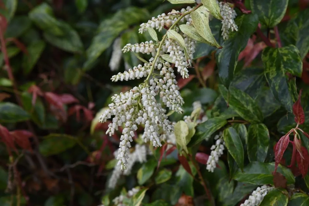 Drooping Laurel
