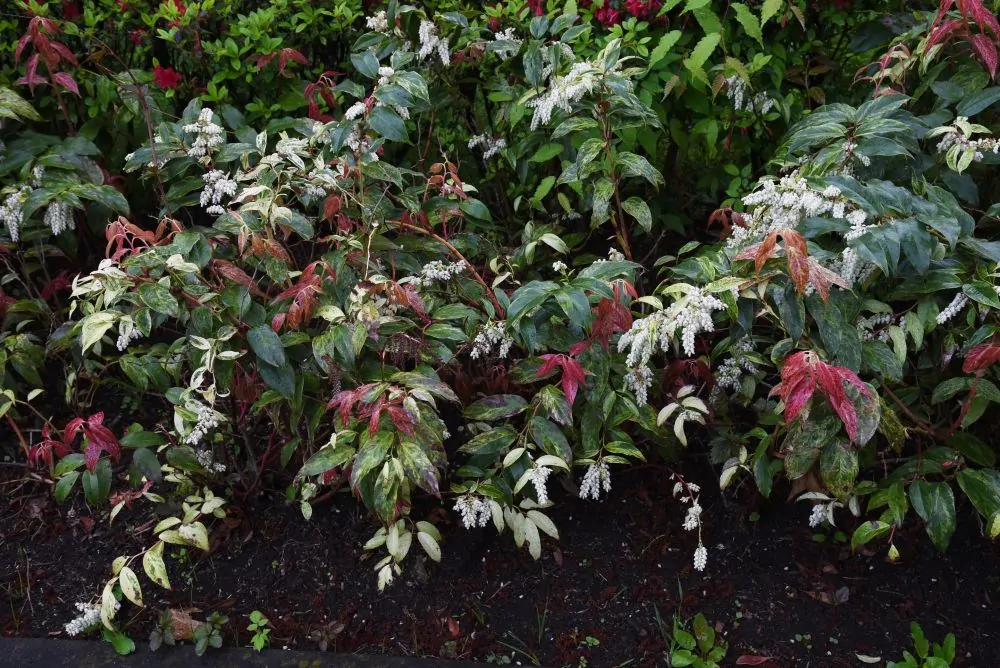 Drooping Laurel - Image 2