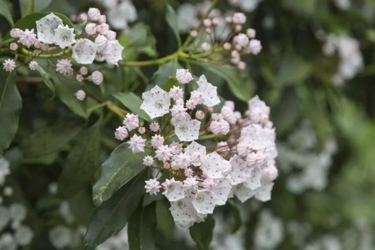 Mountain Laurel