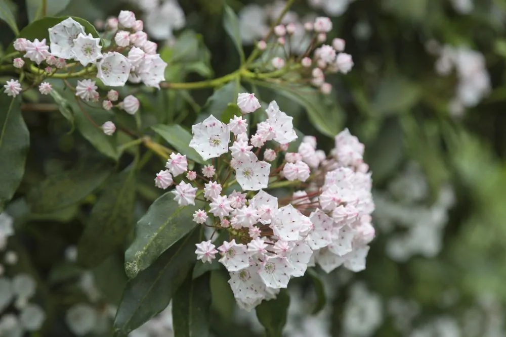 Mountain Laurel