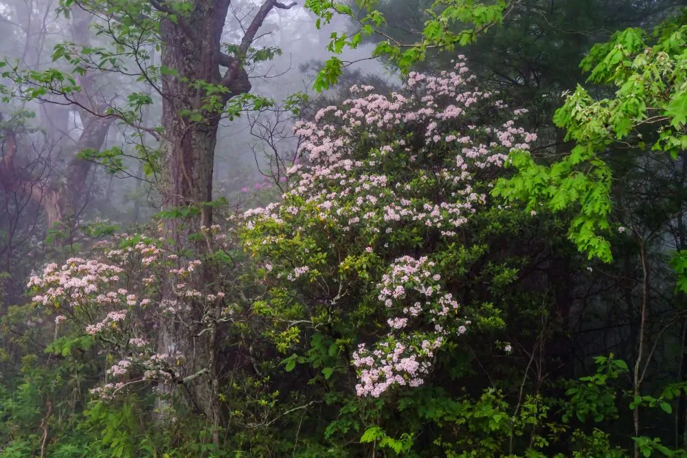 Mountain Laurel - Image 2