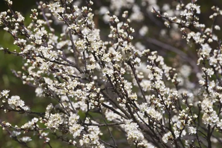 Beach Plum