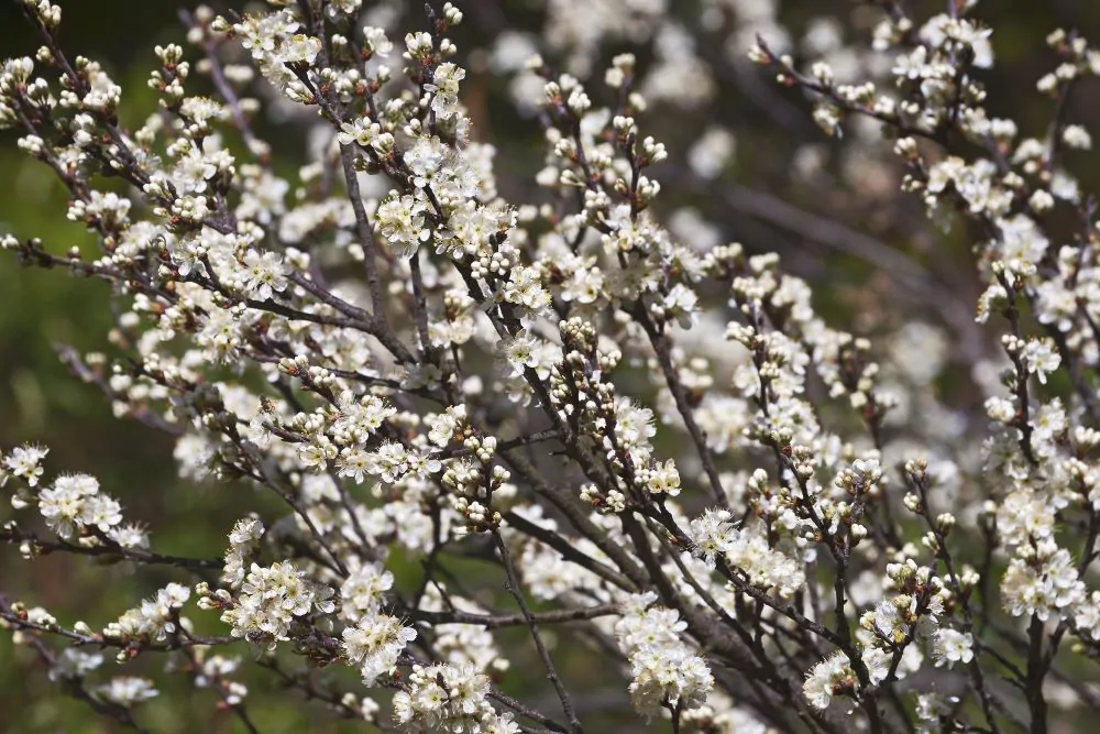 Beach Plum