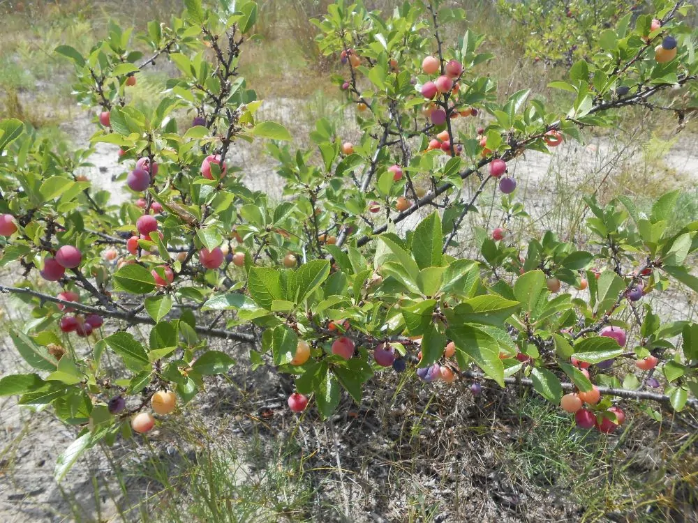 Beach Plum - Image 2