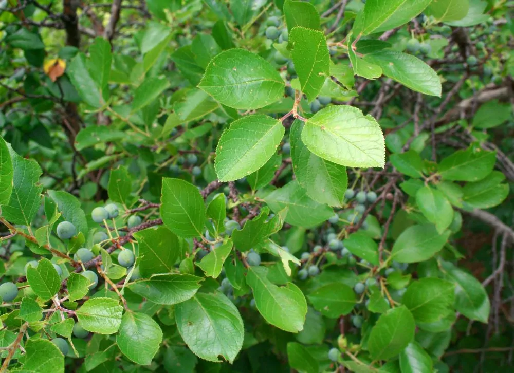 Beach Plum - Image 3