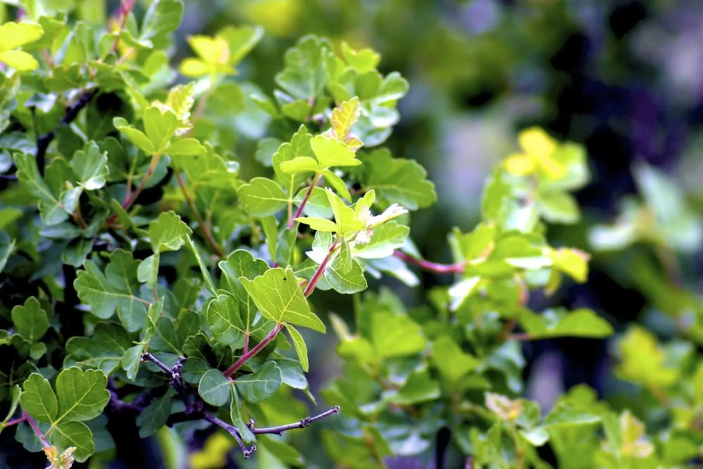 Fragrant Sumac 'Gro-Low'