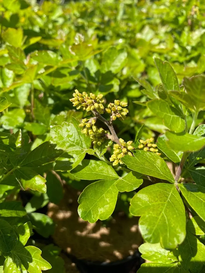 Fragrant Sumac 'Gro-Low' - Image 3