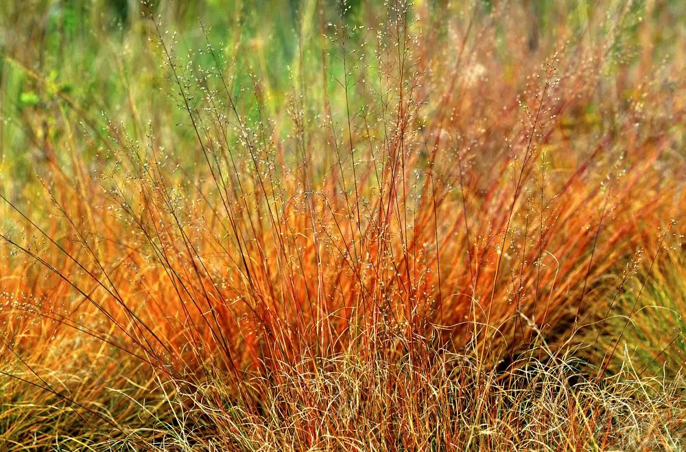 Prairie Dropseed - Image 2