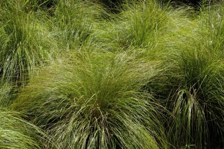Prairie Dropseed