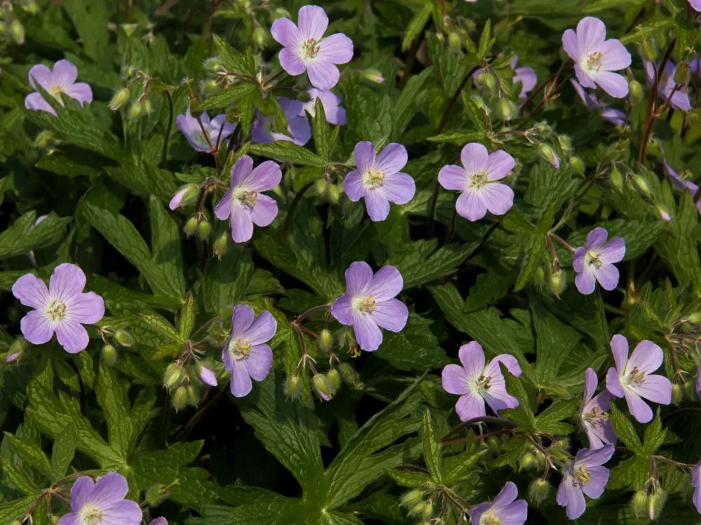 Wild Geranium - Image 3
