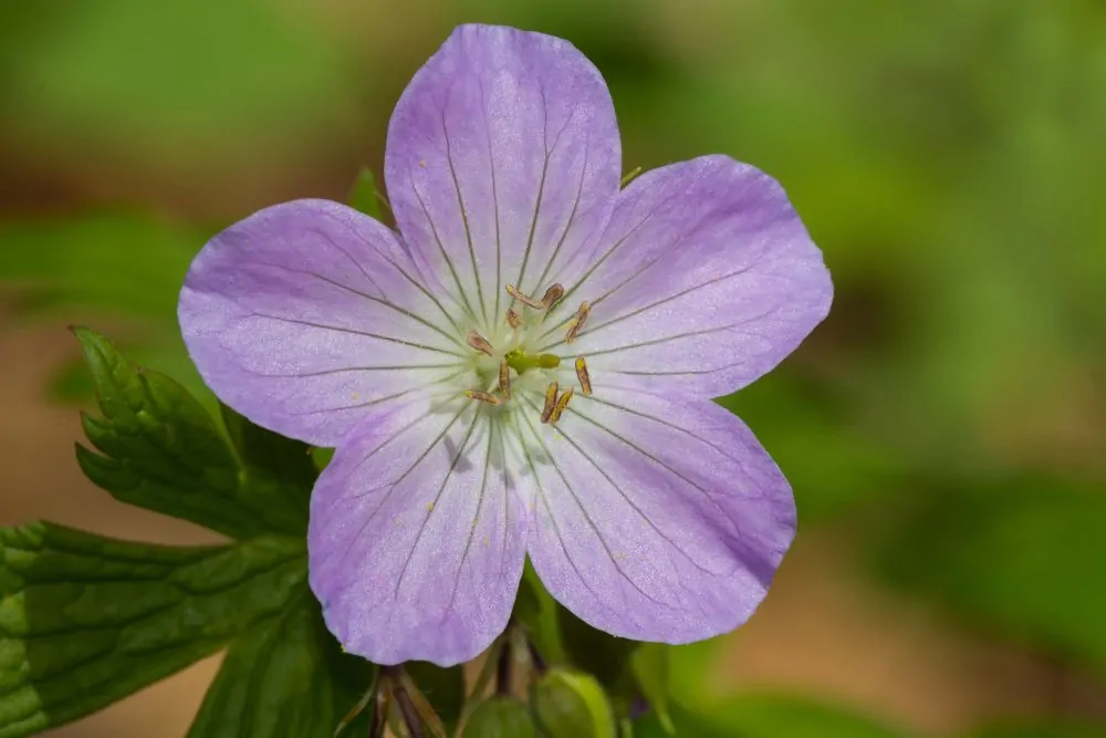 Wild Geranium - Image 2