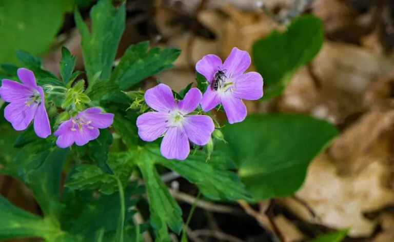 Wild Geranium