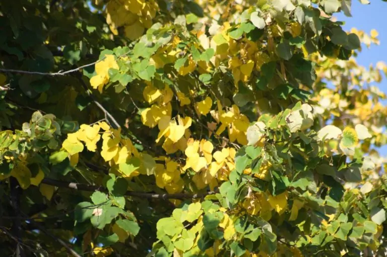 American Linden