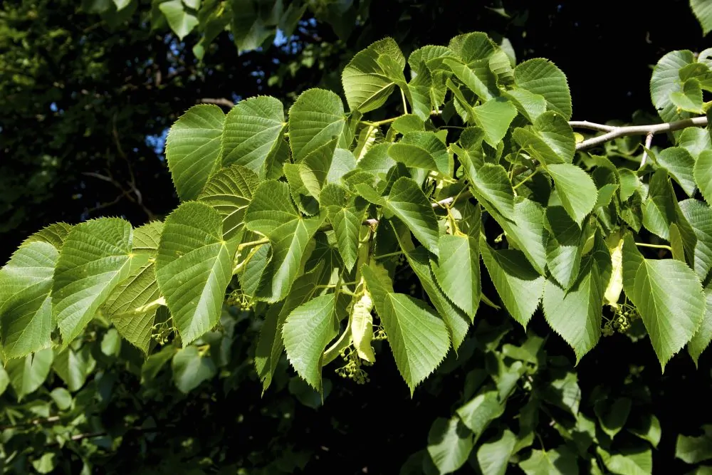 American Linden - Image 2
