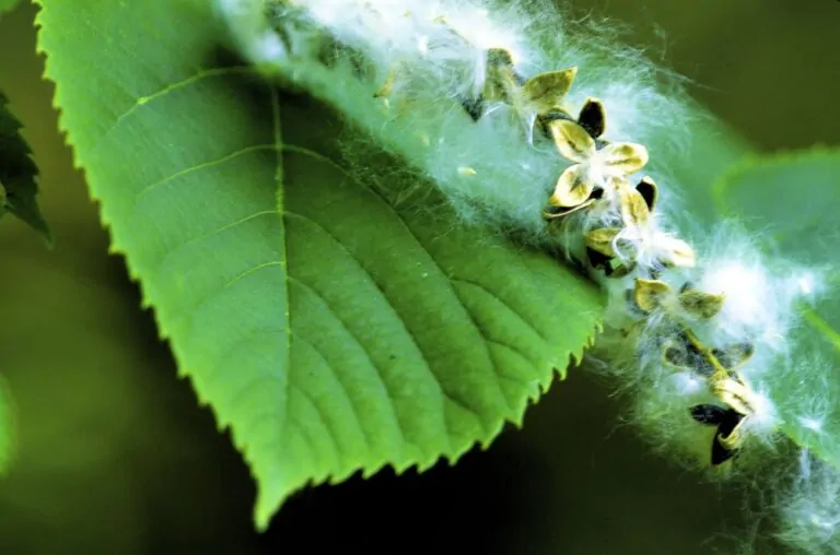 Eastern Cottonwood