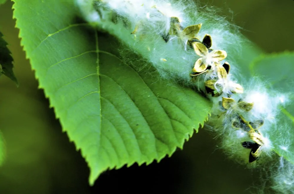 Eastern Cottonwood