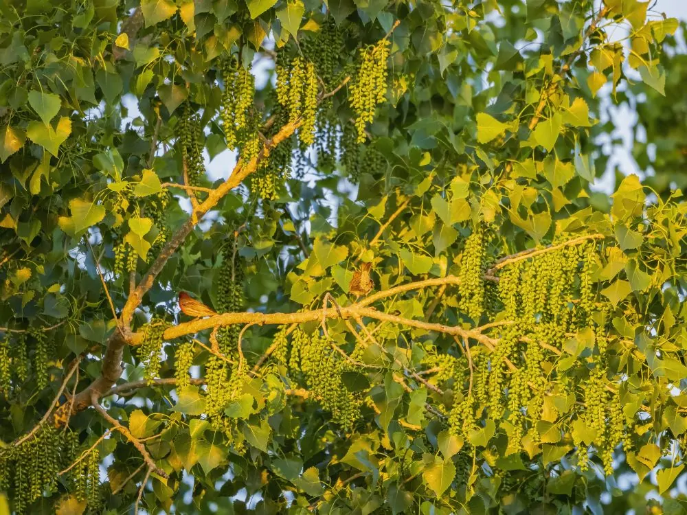 Eastern Cottonwood - Image 2