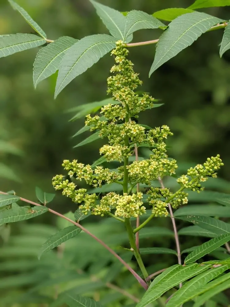 Smooth Sumac - Image 2