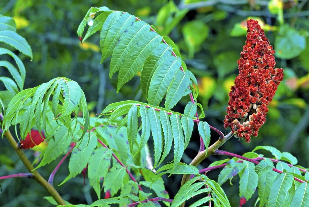 Smooth Sumac - Image 3