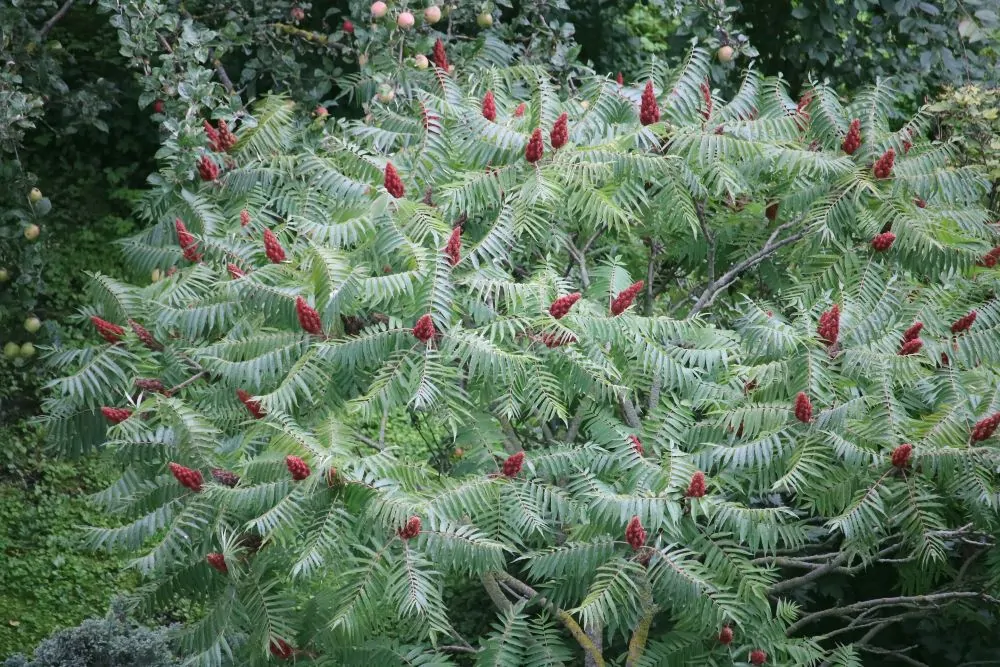 Smooth Sumac