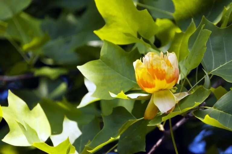 Tulip Poplar