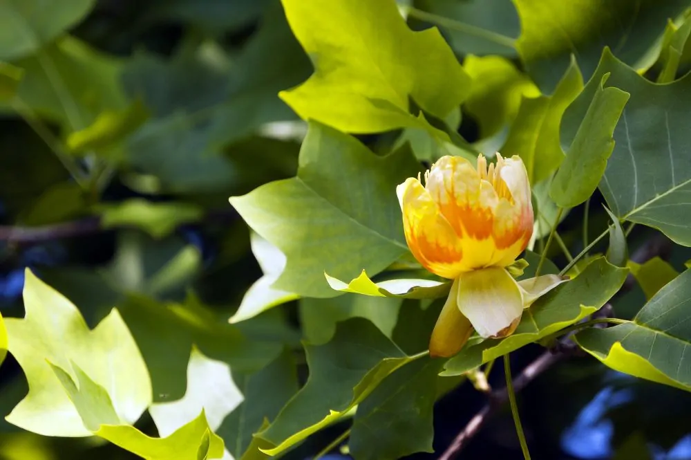 Tulip Poplar