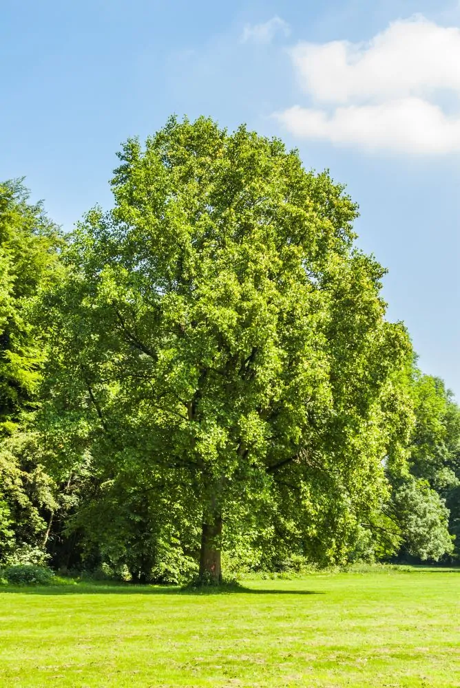 Tulip Poplar - Image 3
