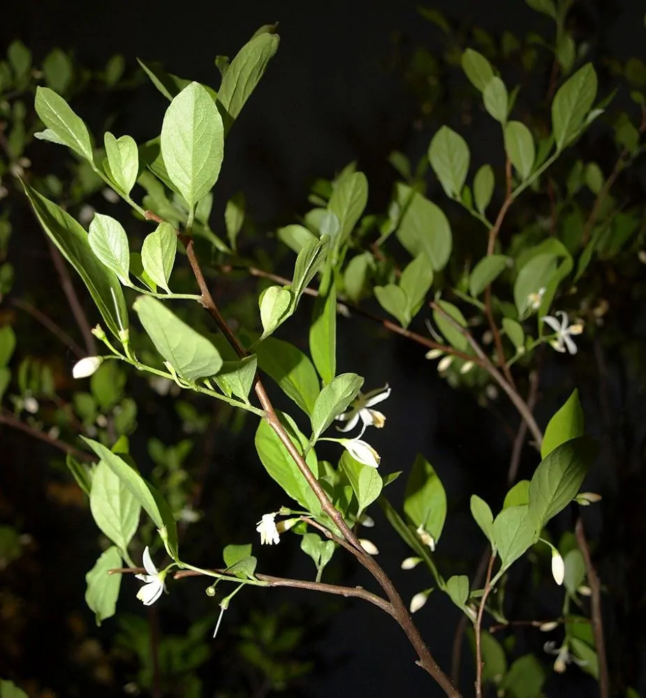 American Snowbell - Image 2