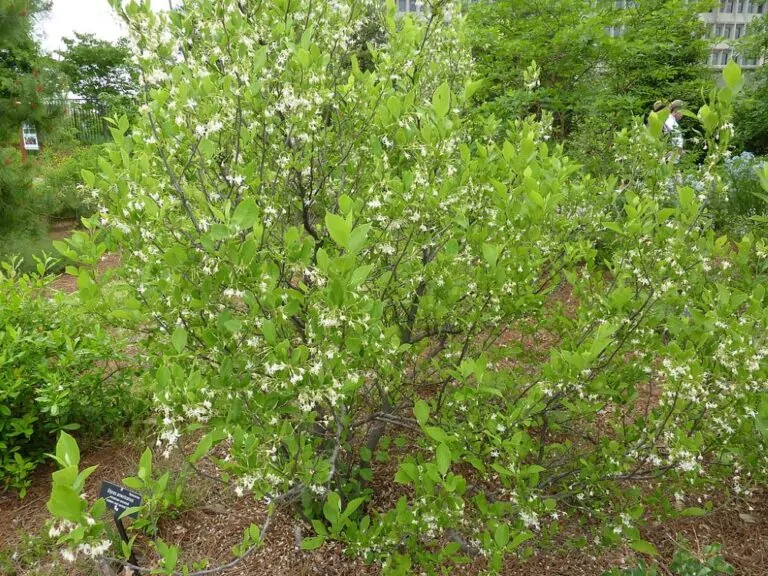 American Snowbell