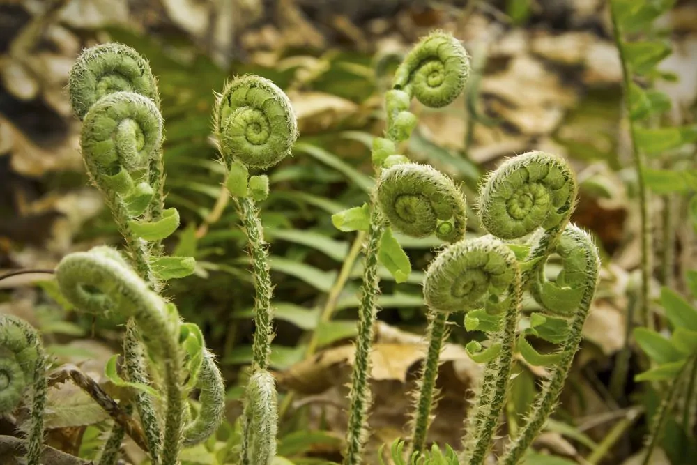 Christmas Fern - Image 3