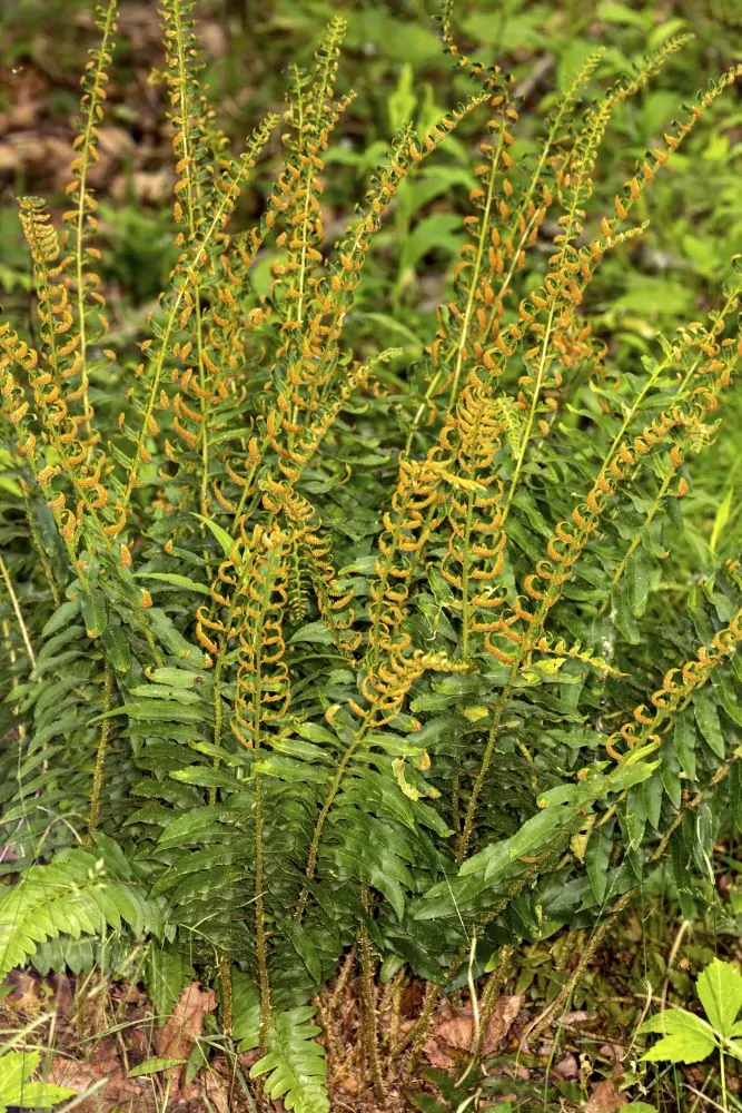 Christmas Fern - Image 2