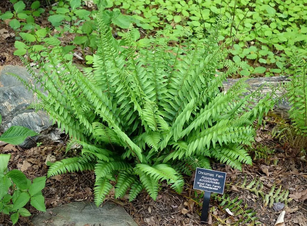 christmas fern native plant