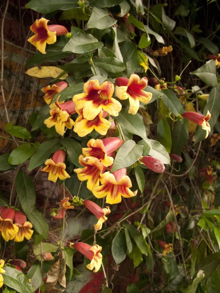 Crossvine - Image 2