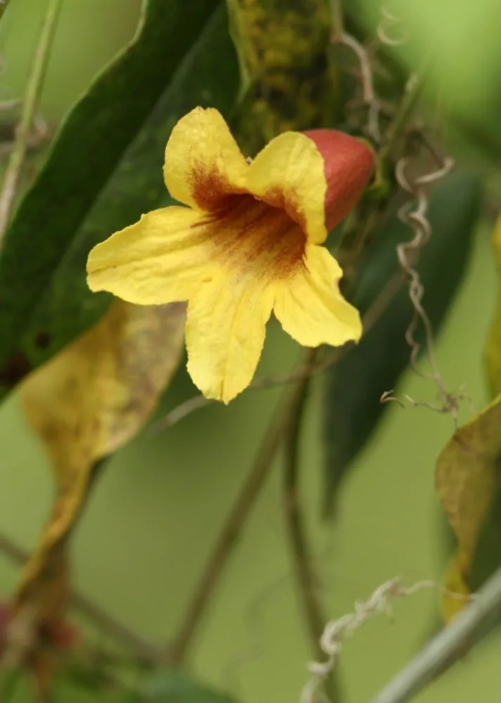 Crossvine - Image 3