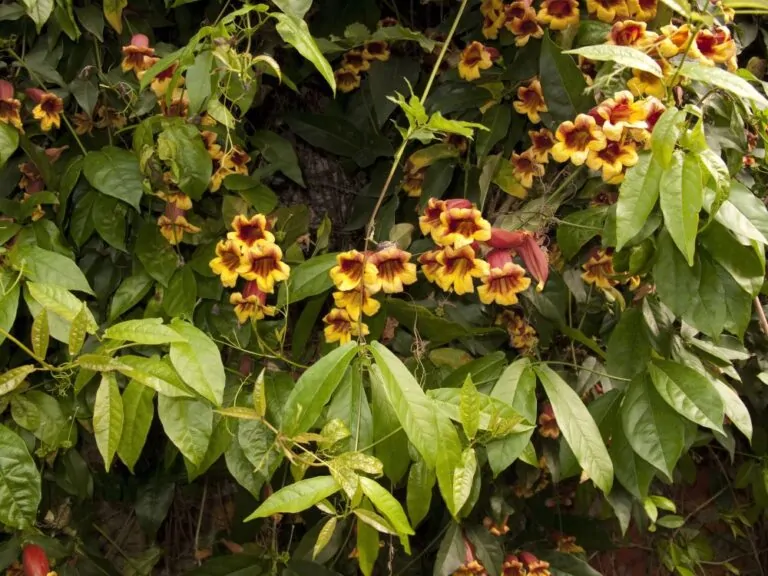 Crossvine