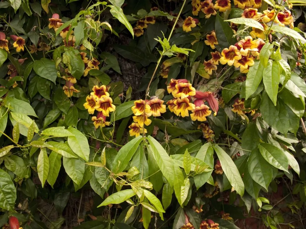 Crossvine