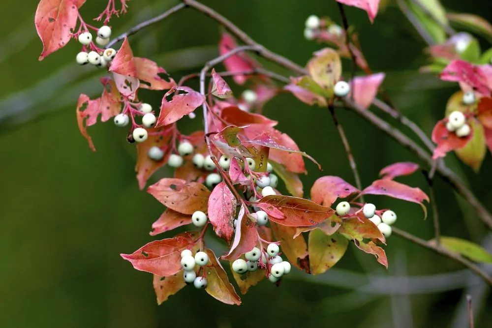 Gray Dogwood - Image 2