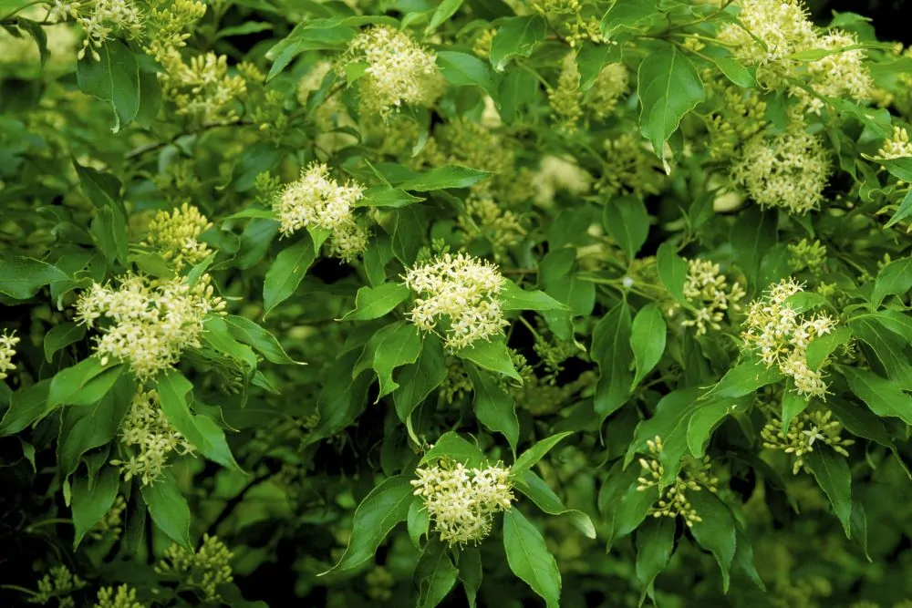 Gray Dogwood