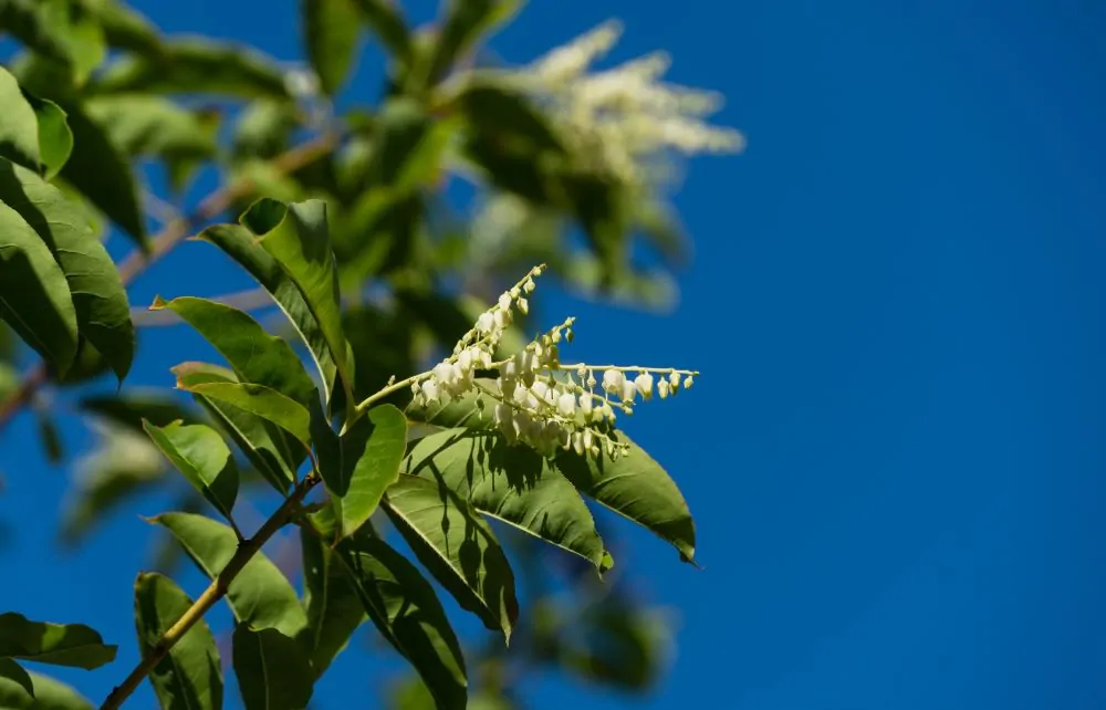 Sourwood - Image 2