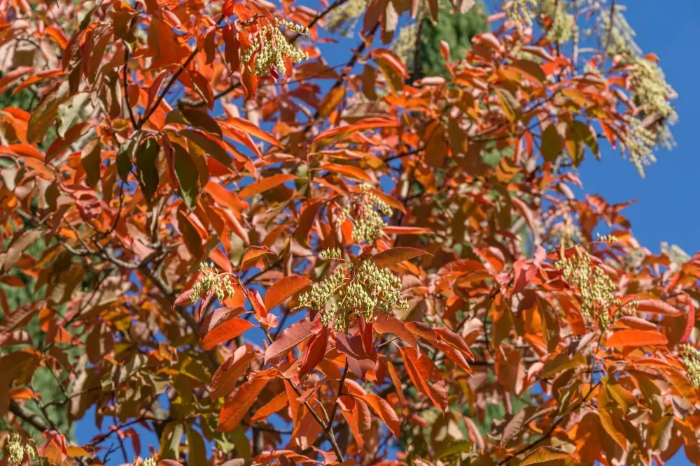 Sourwood