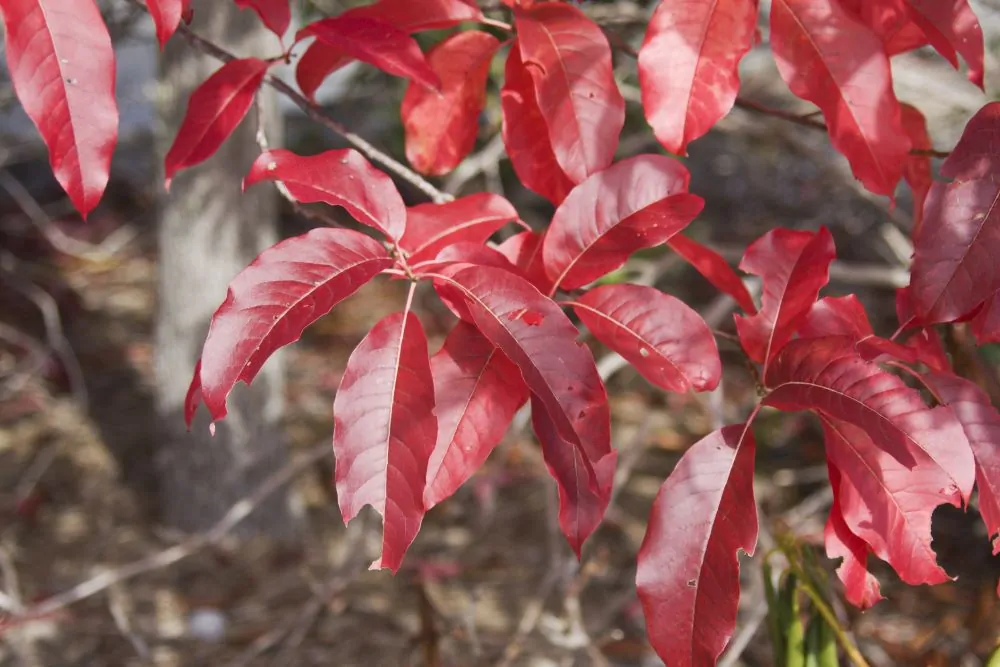 Sourwood - Image 3