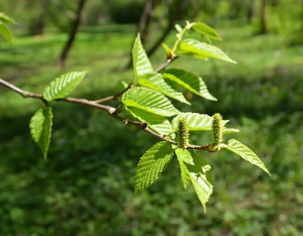 Sweet Birch